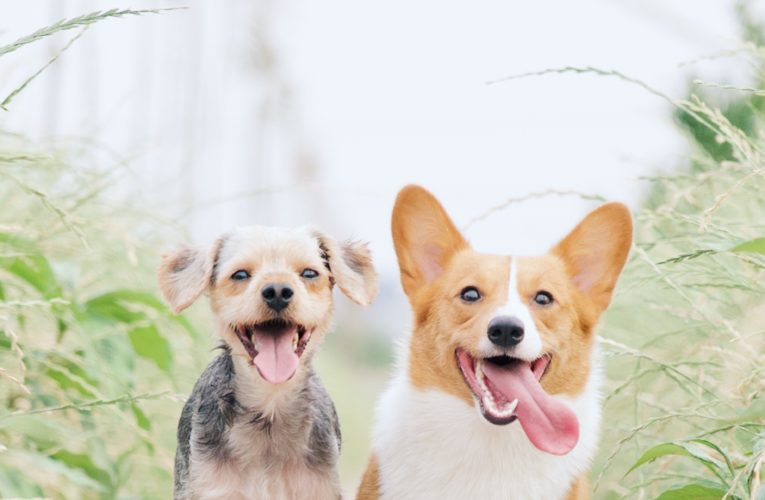 Preventing Home Dog Fights in Uptown Dallas
